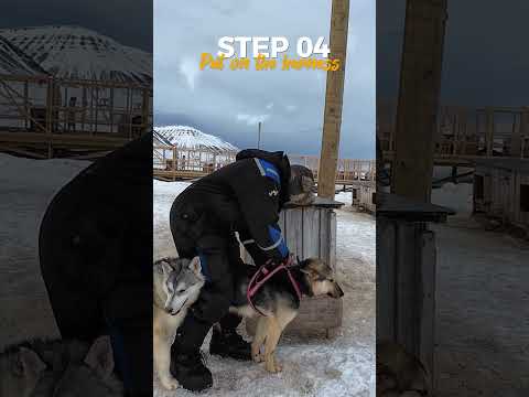 How to Dog Sled