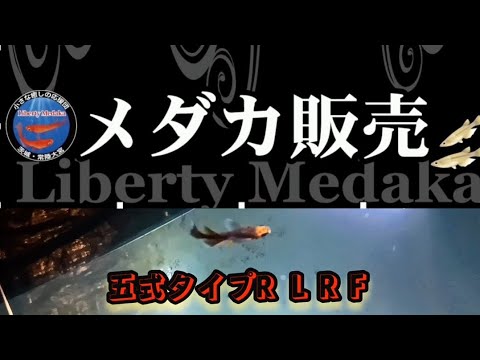 五式タイプR-LRF　元気に育っています！！水温もまぁまぁ暖かくて湯気が出ていました！！#メダカ #めだか #メダカ屋 #改良メダカ #メダカ飼育 #メダカ室内飼育 #libertymedaka