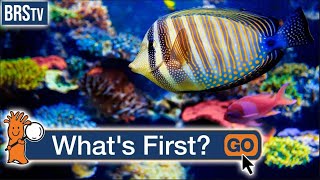 How Do I Start a Saltwater Aquarium?