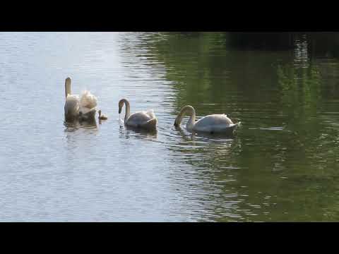 【白鳥の親子 翼を上げて警戒前進】✨福山市どんどん池🎉