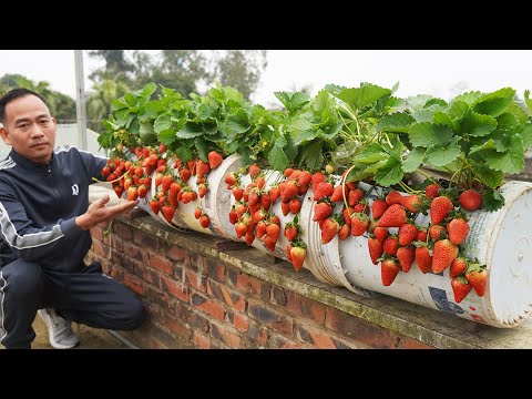 Turn Plastic Containers Into Strawberry Paradise Filled With Juicy Fruit