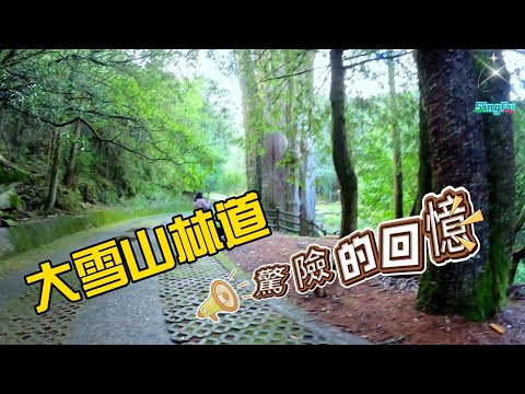 大雪山森林遊樂區 ,雪山神木步道.大雪山林道驚險的回憶@SINGFU