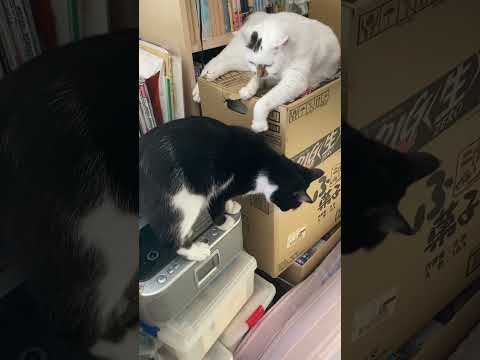 妹猫を警戒するお姉ちゃん猫😼。 #高評価 #ショート #cat #にゃー #ねこ動画