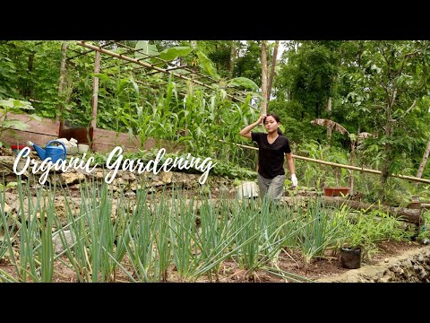 Simple Filipino Meal that i harvested in my garden (Organic Gardening) Bohol,Philippines-Countryside