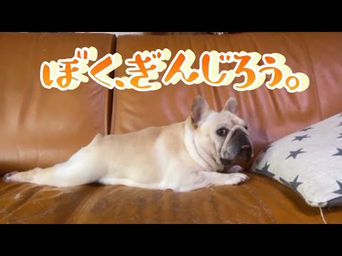 当犬舎看板犬！銀ちゃんの歌が出来ました♪題名『ぼく、ぎんじろう。』