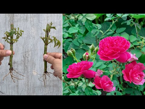 Doing this when propagating roses helps the plant produce more flowers