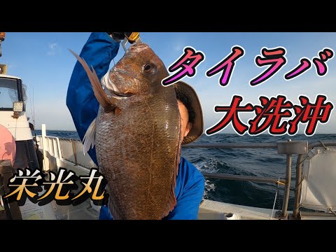 【タイラバ】鯛ラバ 船釣り 大洗沖で立派な真鯛が連発！！強烈な引きに大興奮！！