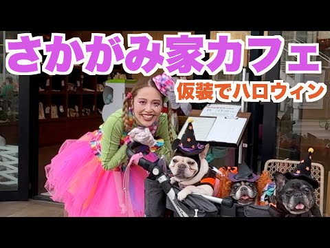 仮装して さかがみ家カフェ【 フレンチブルドッグ french_bulldog 】 sakagamike café