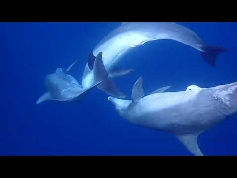 オス同士の擬交尾の様子