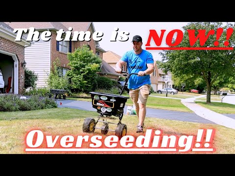 Watch this BEFORE overseeding your lawn!