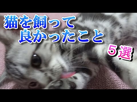 猫をペットとして飼って良かったこと　５選