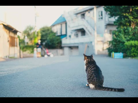 FUJIFILM XF33mmF1.4 R LM WR レンズレビュー