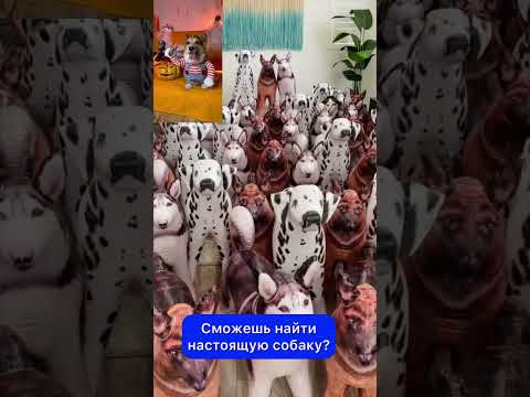 СМЕШНЫЕ ЖИВОТНЫЕ | СМОЖЕШЬ НАЙТИ НАСТОЯЩУЮ СОБАКУ?