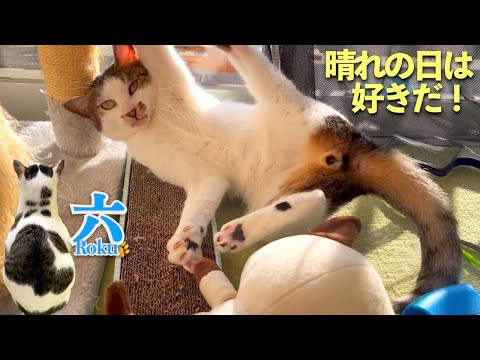 元気な愛猫の1週間。六のジャンプ力もどうぞ。| [生まれ変わりの猫] 六 (Roku)