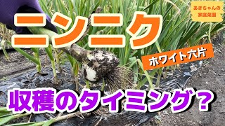 ニンニク収穫【収穫タイミング】【ホワイト六片】【収穫適期】【収穫時期の目安】【家庭菜園】