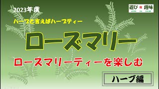 「ローズマリーティーを楽しむ」ハーブを育てていますが、自分で育てたハーブのお茶を飲めたら最高ですよね。今回はローズマリーをお茶にして飲んでみました。　遊び 我 趣味