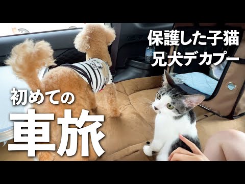 保護した子猫と初めて車で遠くにお出かけ！避暑地で涼しく過ごしました｜犬と猫｜保護猫｜デカプー