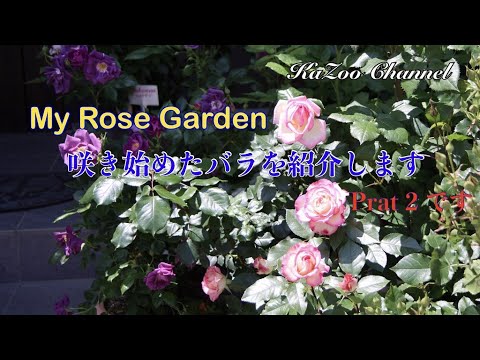 202105 Paer2 咲き始めた【バラ】をご紹介いたします＃バラ＃ばら＃薔薇#Rose#バラが咲く庭