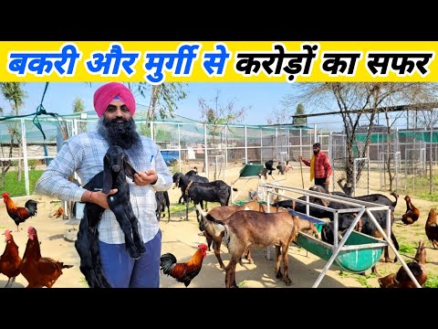 सरदार जी का शानदार बकरी + देसी मुर्गा फार्म | Integrated goat farm | Desi poultry farm