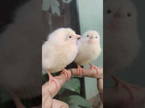 HEN BABY BEAUTIFUL  😍MASHALLAH #birds #wildlife #shorts