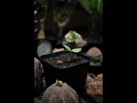 Cyphostemma uter v.macropus seeding 一年的等待 一個月的成長🌱