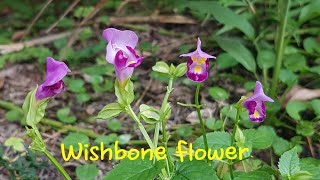 [Sri Lanka Wildflowers]#열대식물#Torenia fournieri#bluewings#wishbone flower#Torenia