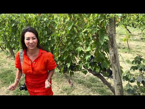 Phoebe Tasting Grapes! Ready for Harvest!