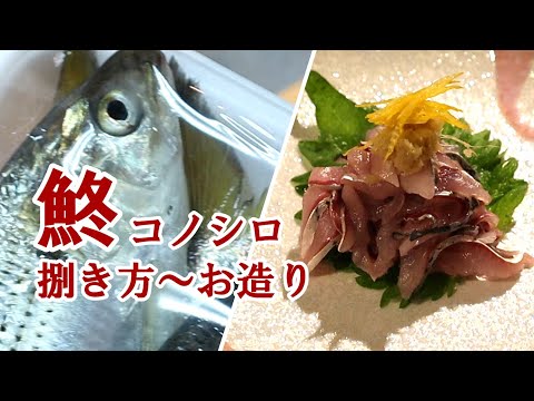 【鮗コノシロ】捌き方～お造り・超新鮮なら臭み抜きをしなくても美味しい！