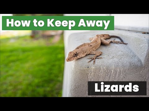 How to Keep Away Lizards Naturally Without Harmful Chemicals