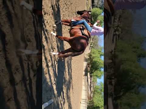 Horse Video   TR 1