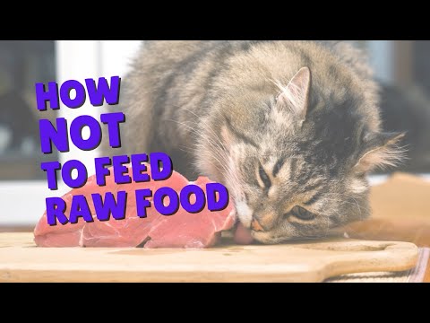 How NOT To Feed A Raw Diet | Two Crazy Cat Ladies #shorts