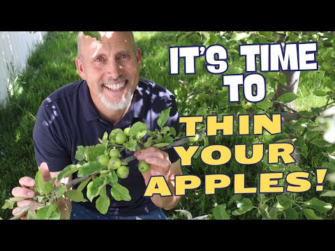 How and When to Thin Your Apple Tree