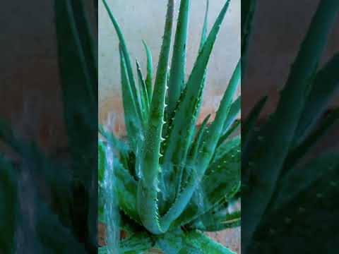 Video editing tutorial Aloe Vera #aloevera