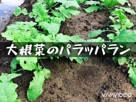 #大根葉#大根【大根菜のパラッパラン】