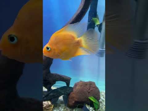 FEEDING TIME #asmr #shorts #shorts #shorts #aquarium #pets