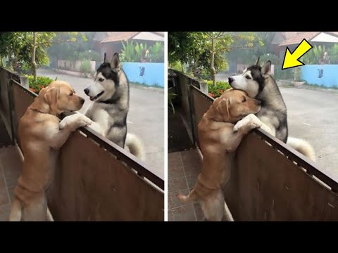 A lonely husky rushes out of the open gate to see his best companion