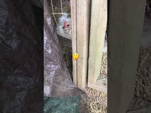 Injured chickens in the goat house #backyardchickens .#hen #chicken