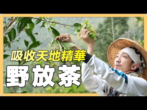 【南投魚池】野生の張 原始山林味的山茶｜有機無毒 ｜422｜#美麗心台灣