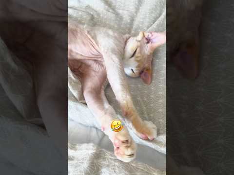 Эмоции от Лео ##ileocat #котики #subscribe #врек #bestvideo #лето #cute #fun #др #cat