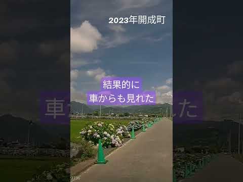 【2023年】あじさいを見に行ってきた【開成町】