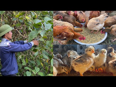 What diseases can 6 day old chicks prevent? - What crops to grow as food for poultry?