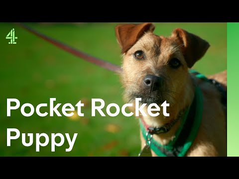 Pocket rocket puppy is eager to impress | The Dog House 🐶 | Molly the Patterdale Terrier