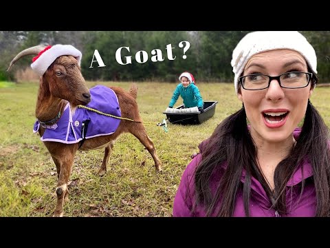 Watch Our GOAT PULLING a SLED for the First Time!