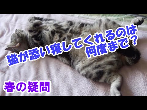 猫が添い寝してくれる気温は何度まで？（猫雑学）