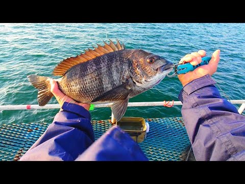 サッパで黒鯛！？泳がせ釣りでまさかなこの魚が釣れるとは!!50cm超えの年無しサイズなるか？