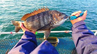 サッパで黒鯛！？泳がせ釣りでまさかなこの魚が釣れるとは!!50cm超えの年無しサイズなるか？