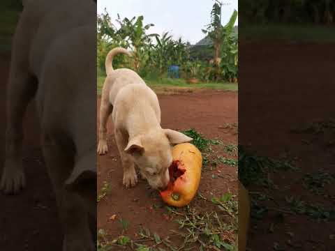 dog also eat papaya -  anyone have any ideas should we give a dog papaya?