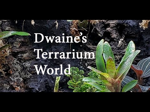 Dwains's Terrarium World