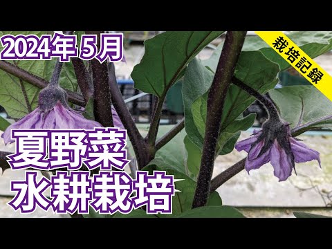 【アブラムシ自動防除】雨どい水耕栽培で夏野菜6種を育てる【2024年5月】