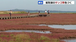 能取湖のサンゴ草、赤く色づく…猛暑などの影響で、見ごろは９月下旬　北海道網走市